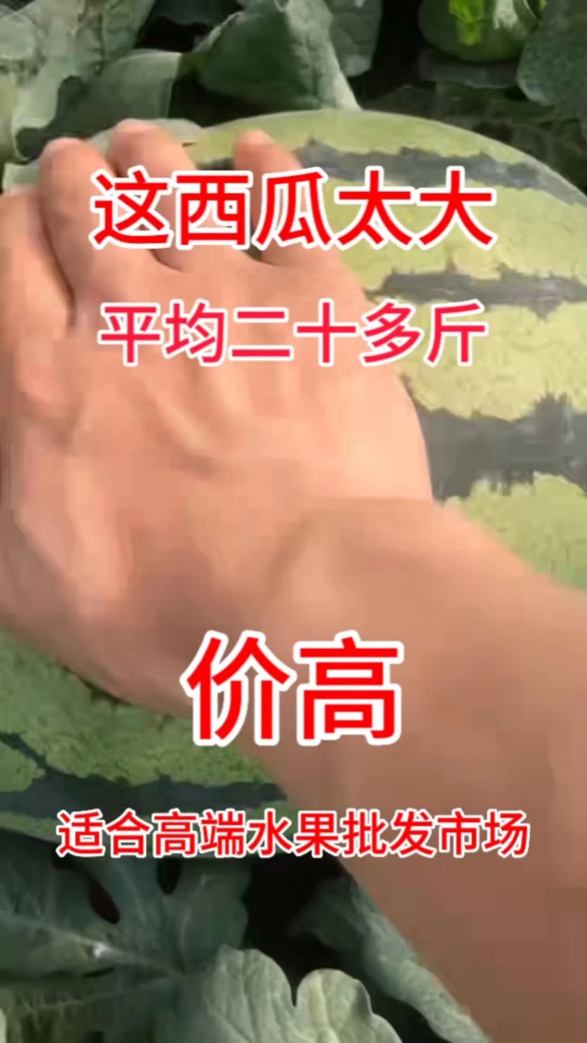 平均二十多斤的大西瓜你吃过吗?甜王西瓜就是好吃