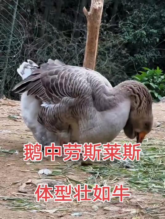 鹅中劳斯莱斯,体型壮如牛,世界上品种最大的鹅