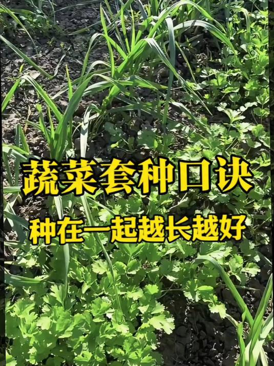 蔬菜套种有口诀,种在一起会越长越好