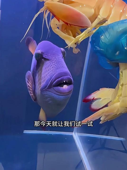 泰坦跑单vs螳螂虾