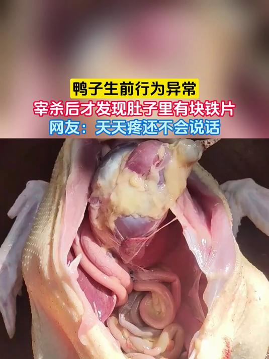 鸭子生前行为异常,宰杀后才发现肚子里有块铁片,网友:天天疼还不会说话