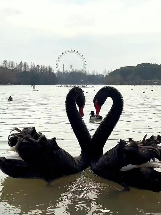 同性相恋还带娃的黑天鹅,幼崽是怎么来的?