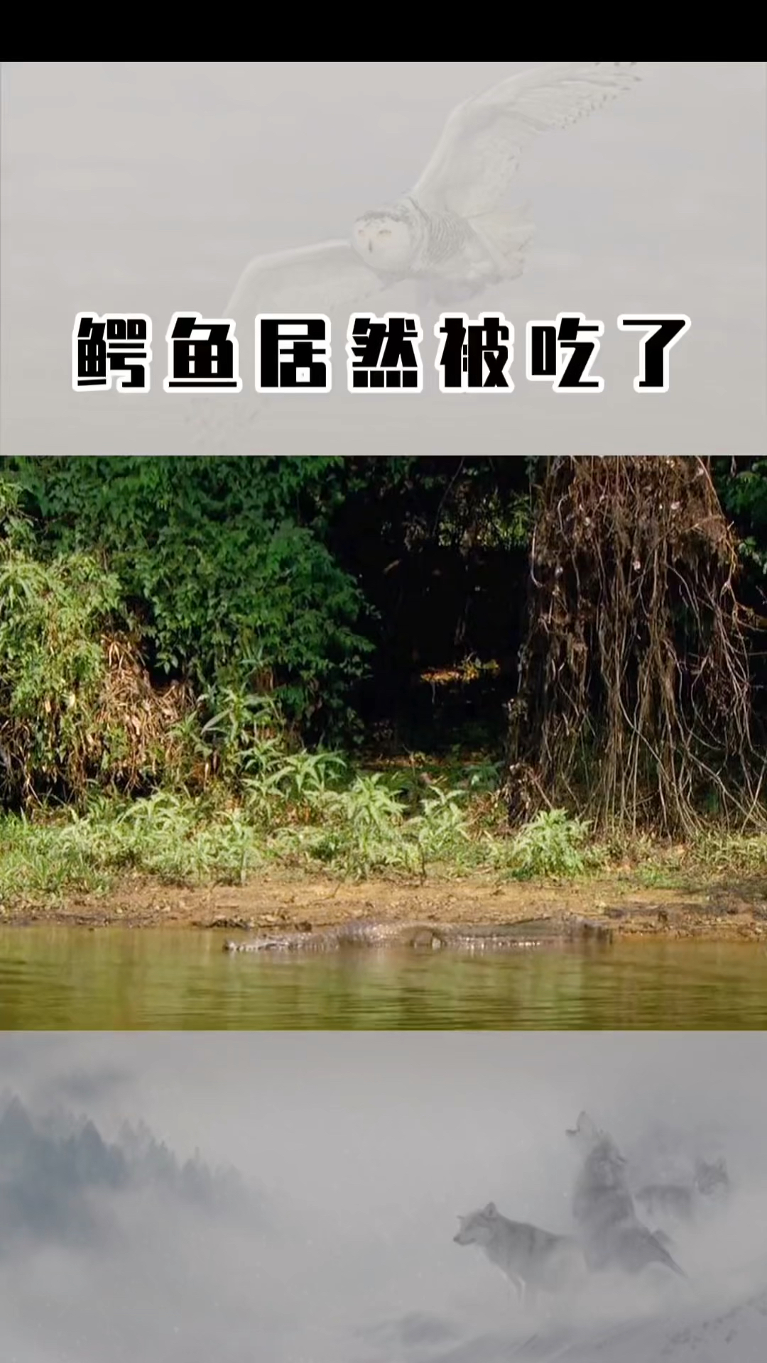 鳄鱼居然被吃了
