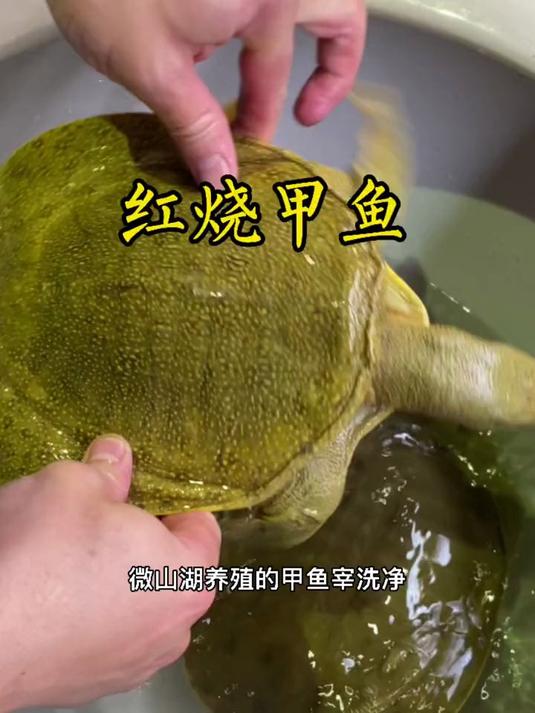 红烧甲鱼，补气养虚，美味又大补