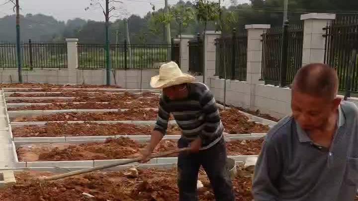 我花一个月工资为爸妈改造的菜园怎么样