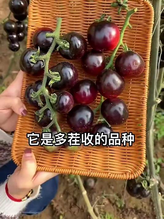 试试这款糖水黑珍珠黑番茄种子!皮薄多汁、清甜爆浆