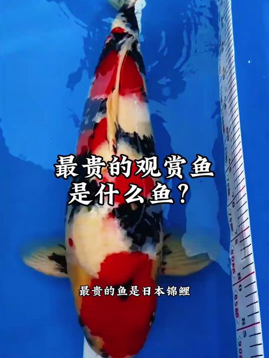 盘点观赏鱼最贵的鱼是什么鱼？#鱼#