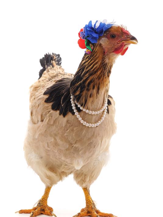 无头鸡竟存活18个月,打破生命常规!