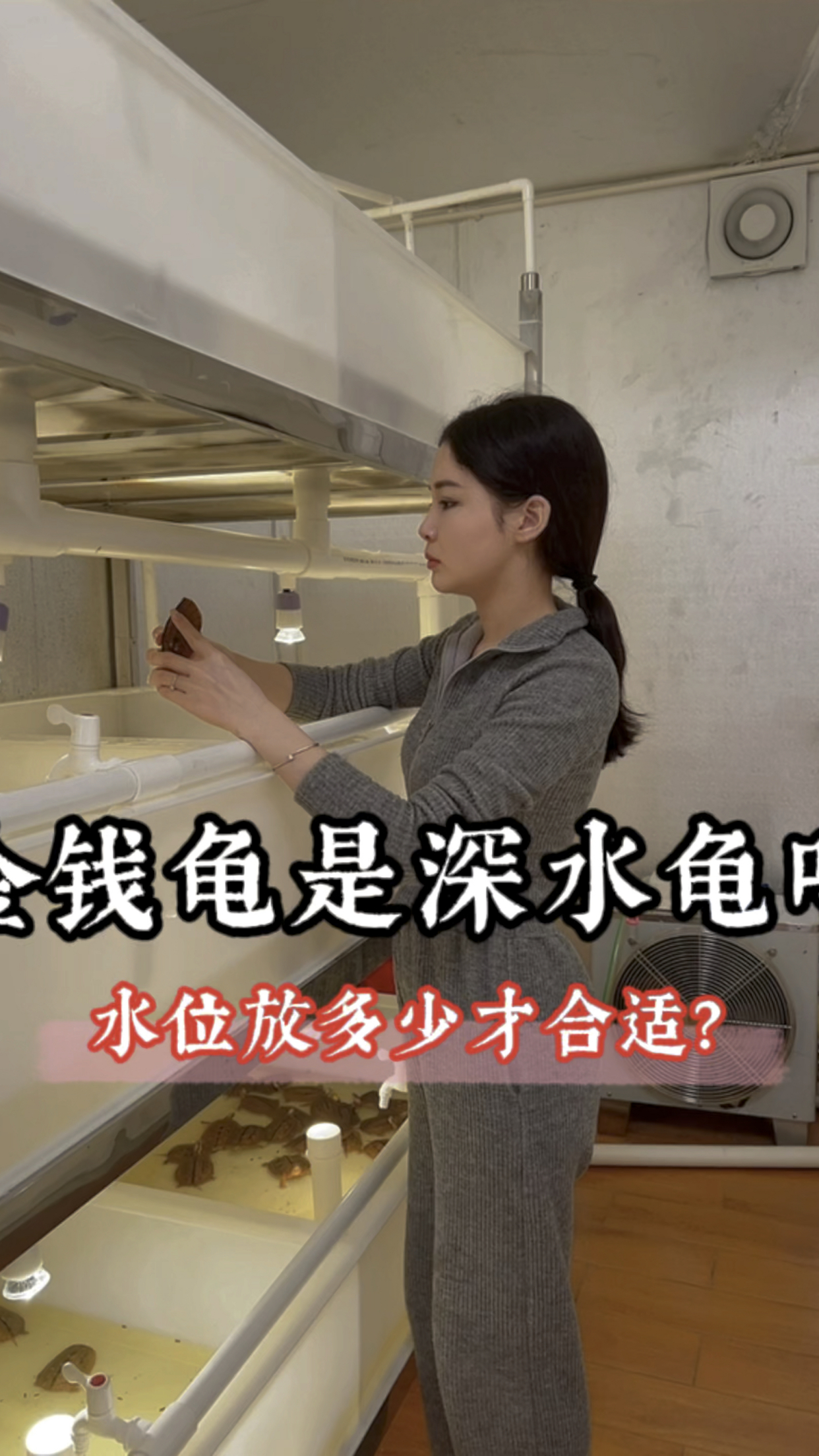 金钱龟是深水龟吗?养殖金钱龟的水位放多少才合适?