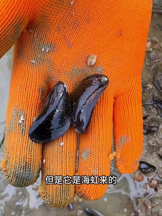 渔村的小淡菜一堆堆的，可惜村里人不怎么有空摘来吃