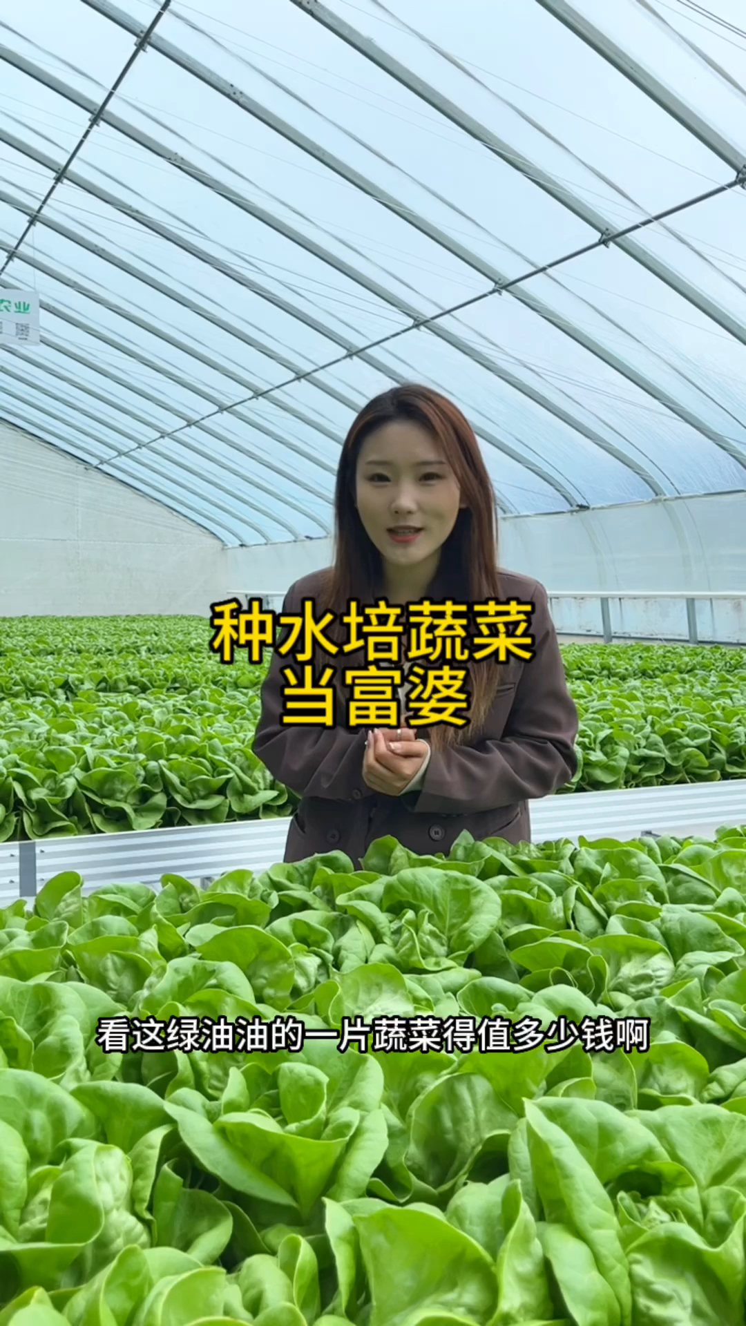 无土栽培中的水培奶油生菜