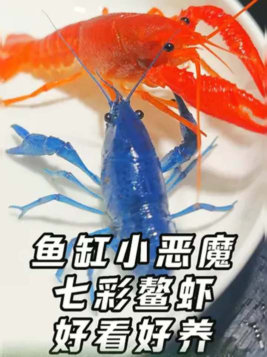 鱼缸养彩色小龙虾,能清垃圾还耐活,鱼友快试试!