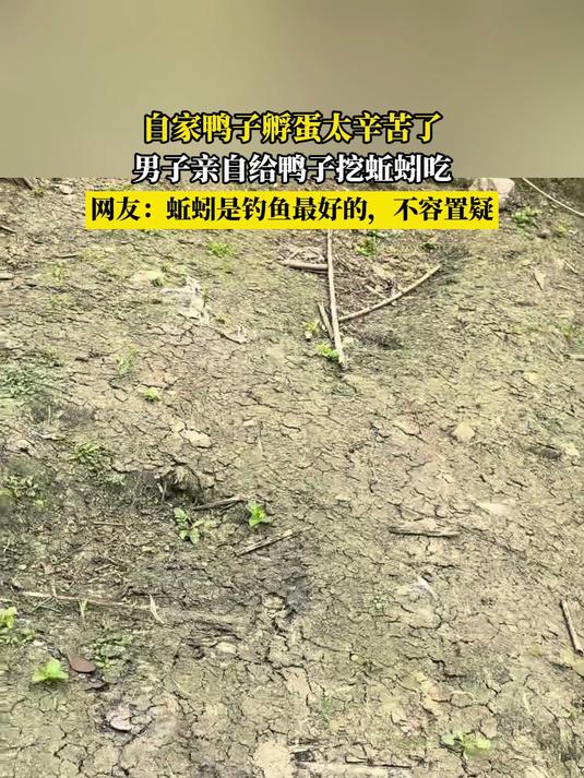 自家鸭子孵蛋太辛苦了,男子亲自给鸭子挖蚯蚓吃,网友:蚯蚓是钓鱼最好的,不容置疑