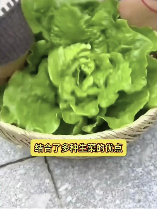 种子自带营养包衣,意大利品种耐阴雨,涮火锅三秒即熟超鲜嫩