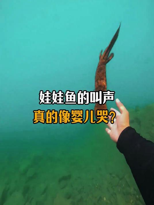 娃娃鱼的叫声真的像婴儿哭吗？