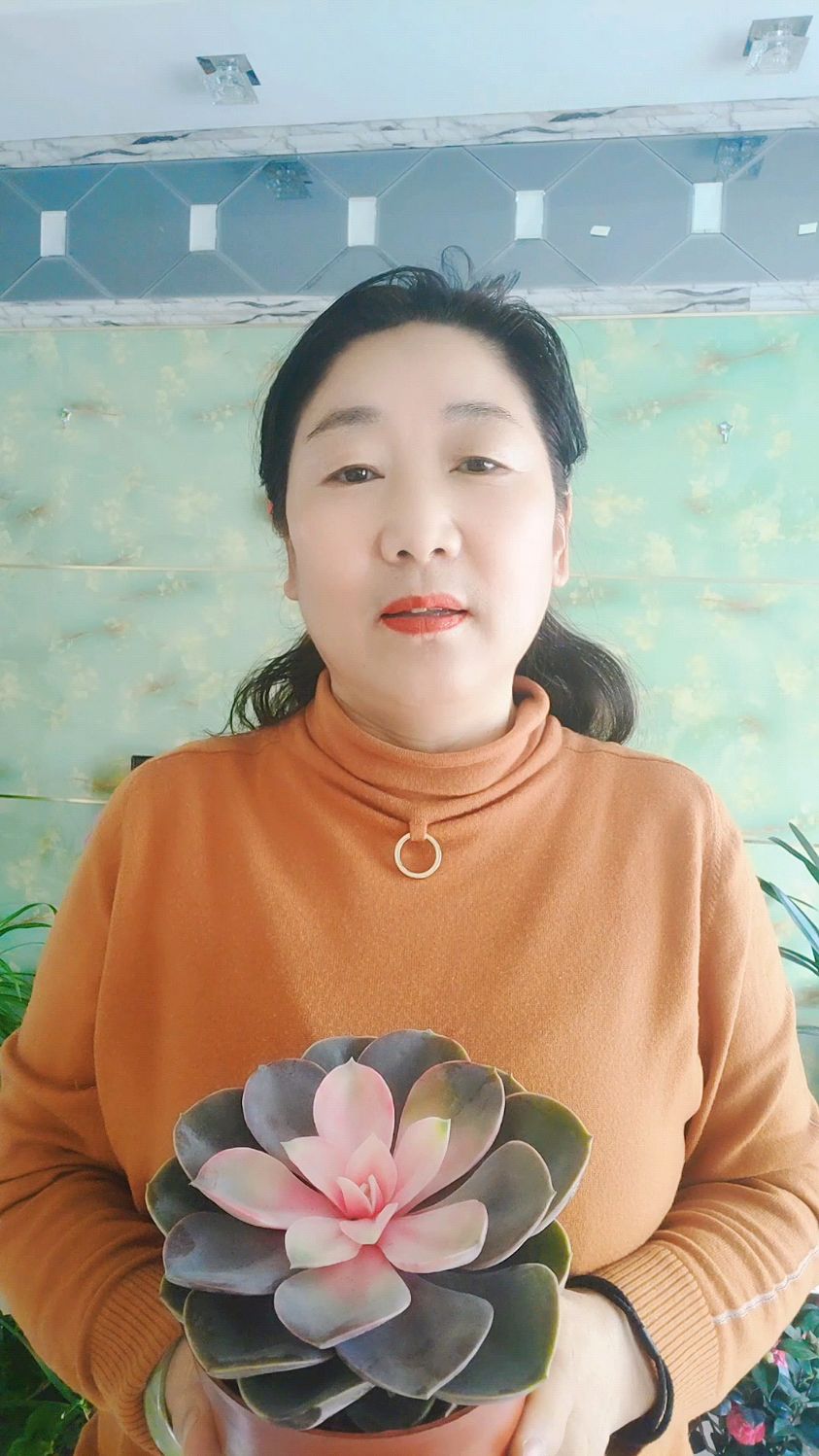 多肉红心莲的养护和管理