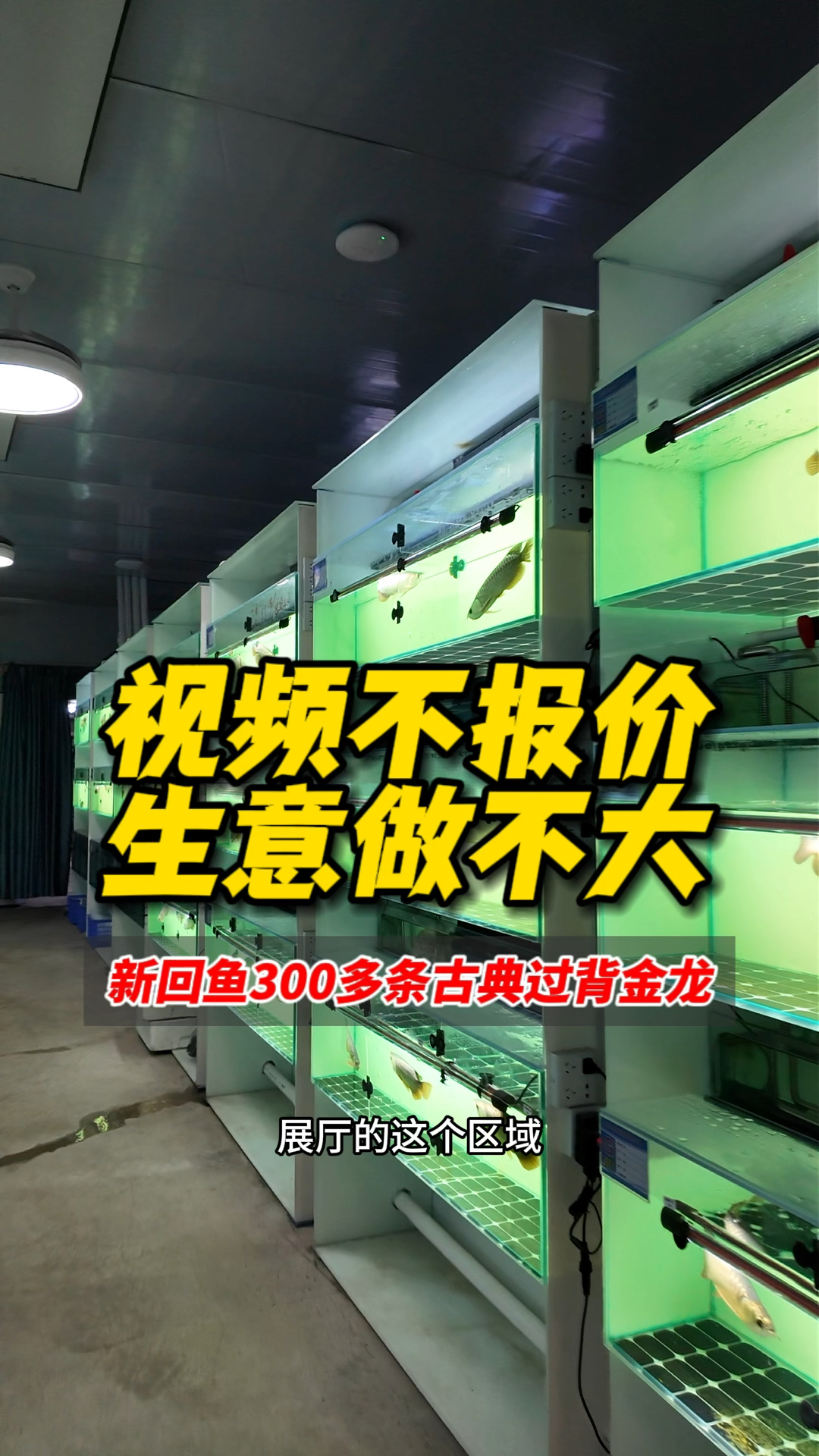 俗话说:视频不报价,生意做不大!新回鱼300多条古典过背金龙,快来看看了解品质价格