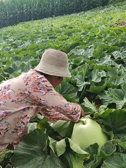 自己种的纯天然的绿色蔬菜 
