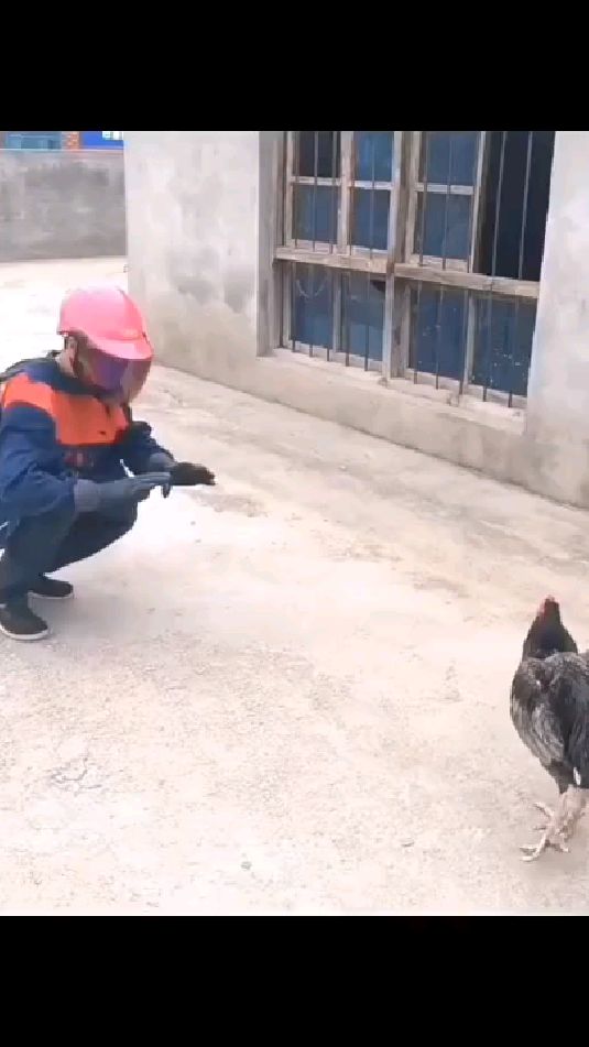人和斗鸡大战三百回合未分胜负
