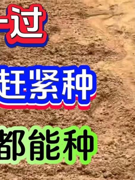 春节过后这5种蔬菜赶紧种阳台小院都能种植 #蔬菜种植 #种菜时间 #阳台种植 #在家种菜 