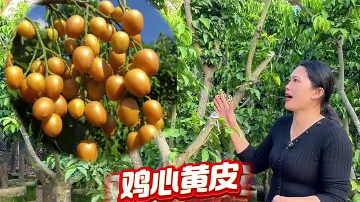 鸡心黄皮苗,果大味甜,易种高产,树形优美,庭院别墅首选