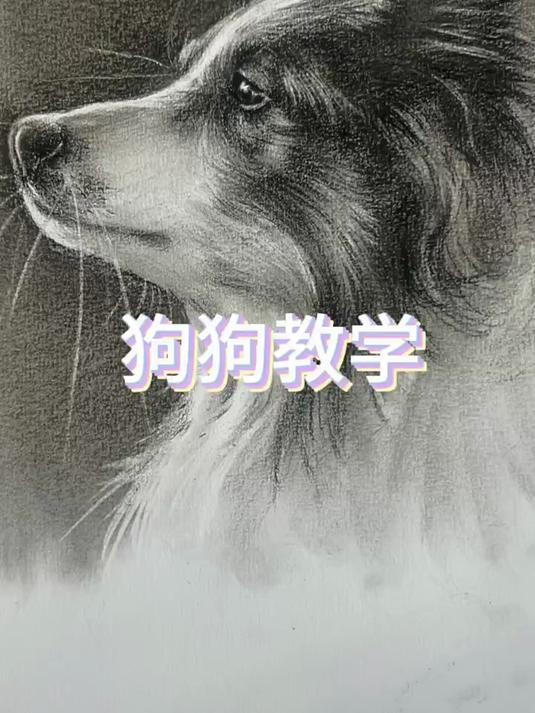素描 素描动物 零基础学画画 素描狗狗教学视频教程来了
