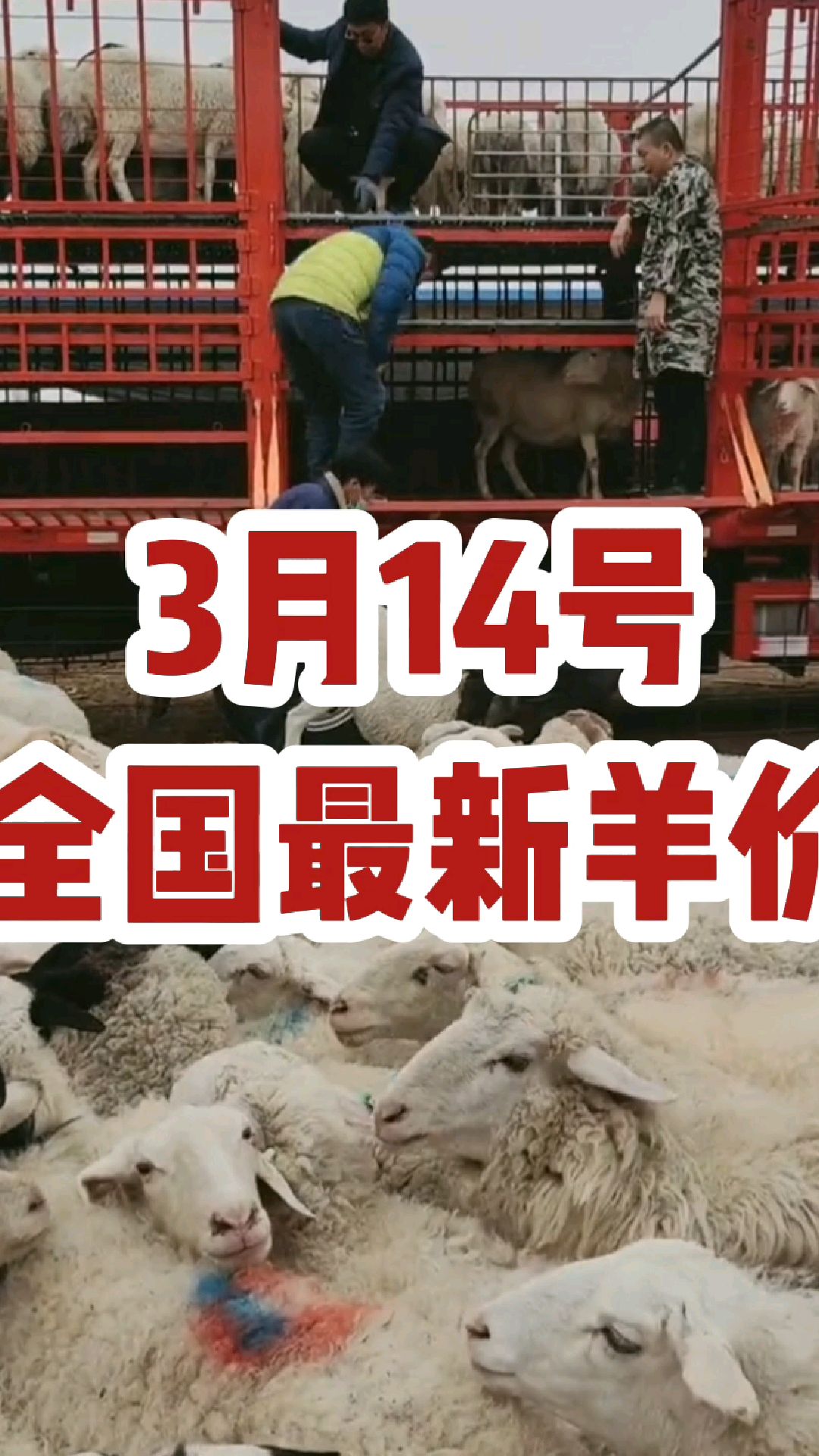 3月14号全国最新羊价 #羊价 #最新羊价 #活羊价格