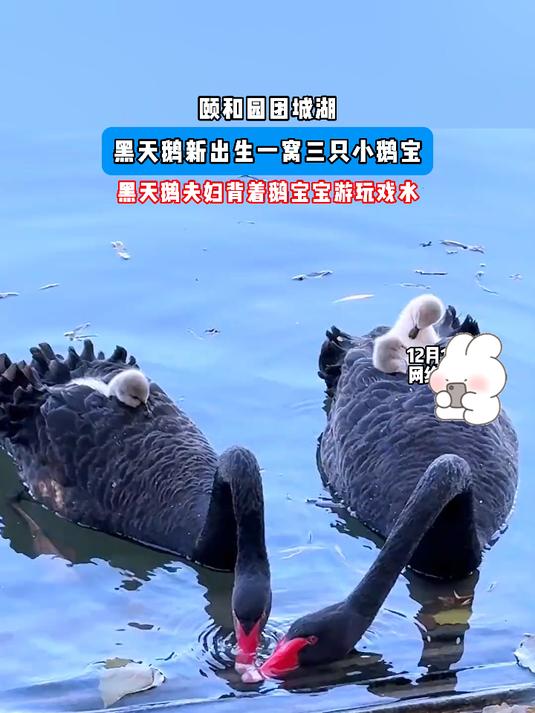 颐和园团城湖黑天鹅新出生一窝小鹅宝,黑天鹅夫妇背着鹅宝宝游玩
