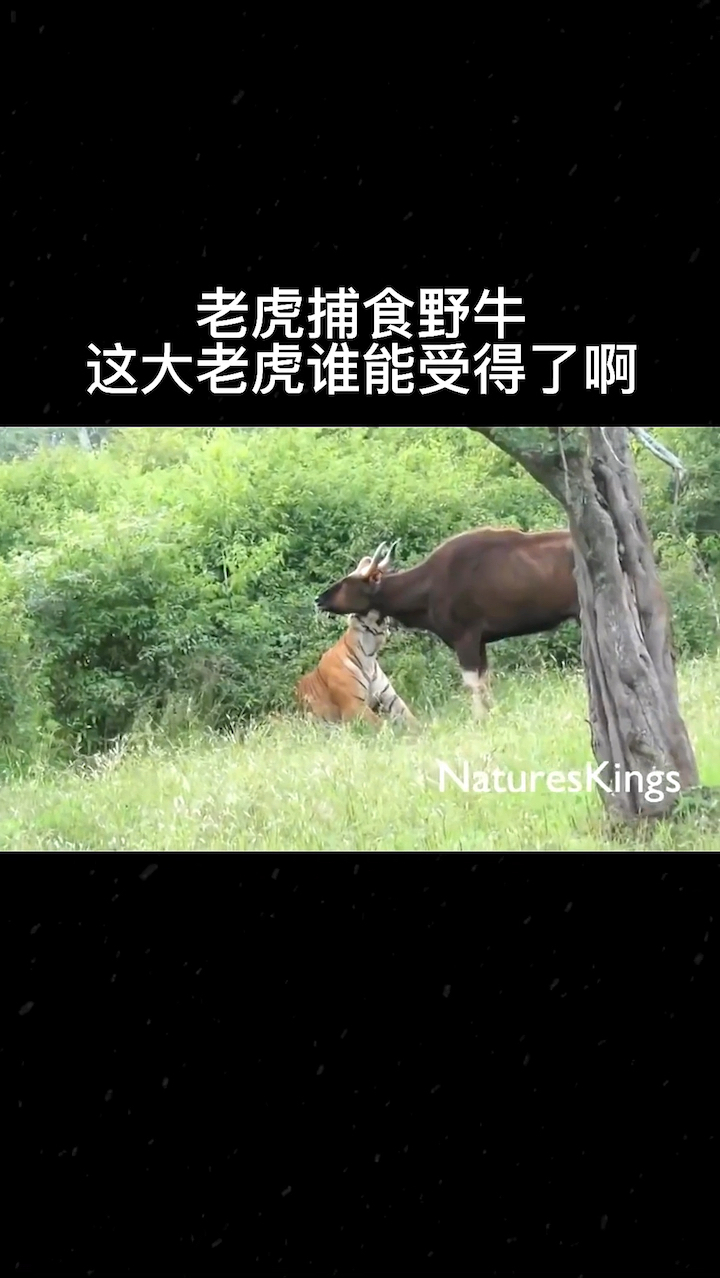 老虎捕食野猪,野牛:这大老虎谁抗住了啊。