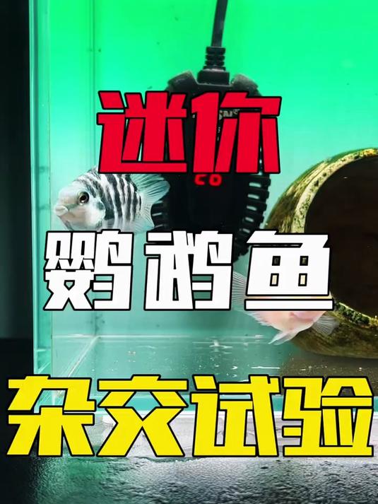 做个试验，白金和宝蓝鹦鹉鱼放一起生出来的小鱼苗是什么样子？