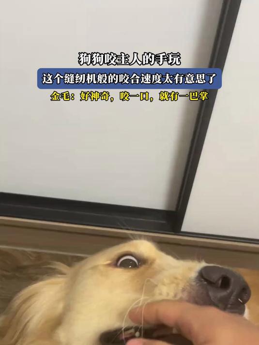 狗狗咬主人的手玩,这个缝纫机般的咬合速度太有意思了