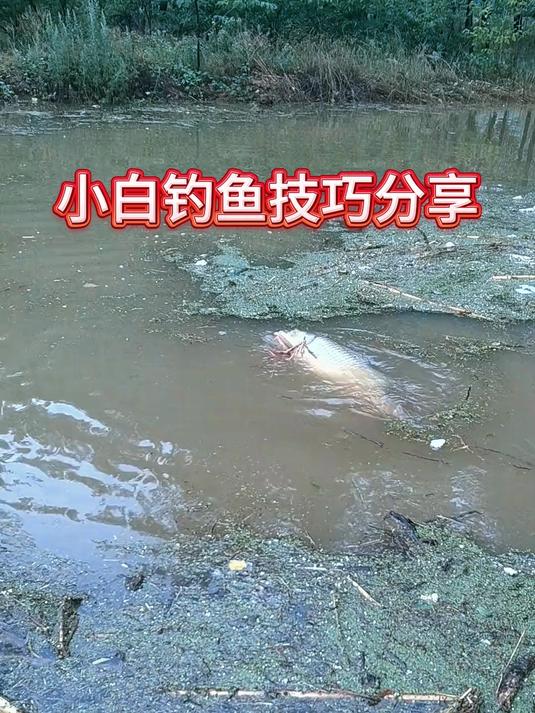 钓鱼技巧分享,新手进阶篇 钓鱼