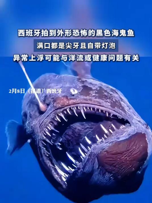 西班牙拍到外形恐怖的黑色海鬼鱼,满口都是尖牙且自带灯泡