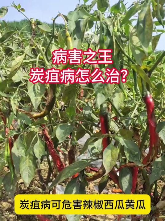 病害之王,炭疽病怎么治