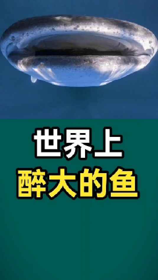 世界上最大的鱼,你知道吗?