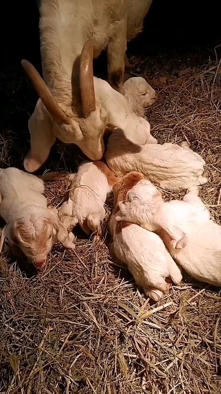 兽药鱼肝油居然有这么多好处