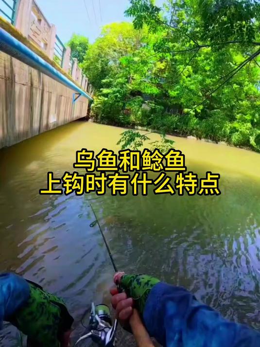 怎样分辨是乌鱼还是鲶鱼上钩？看这些特点就够了