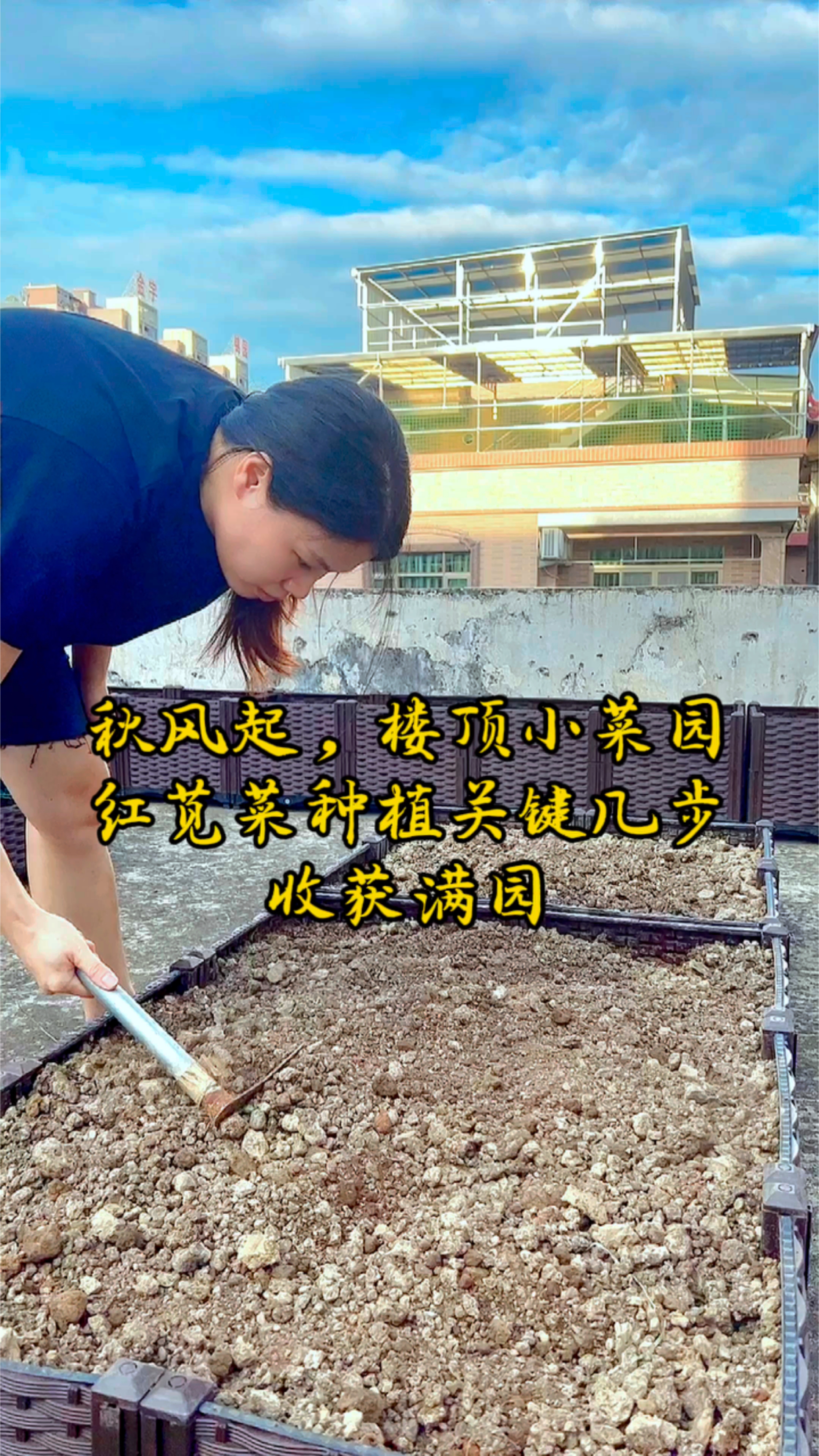 起风了,都市楼顶小菜园红苋菜苗种植小技巧
