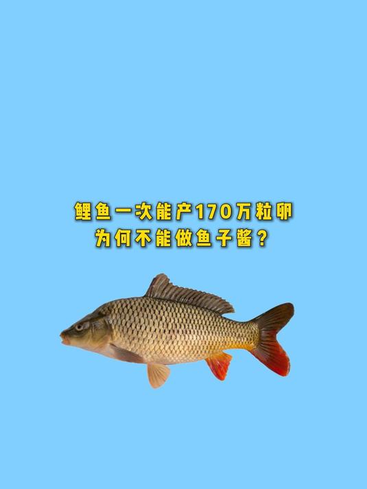 鲤鱼一次能产170万粒卵,为何不做成鱼子酱?