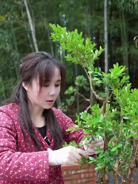 这样的瓜子黄杨造型你们会喜欢吗