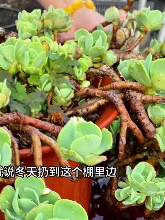 多肉植物徒长是阳光不足,夏天多肉长的更快!