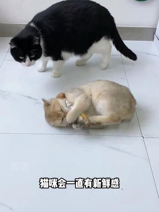 会游动的仿真鱼玩具，带铃铛响片，逗猫活力四射，停不下来！