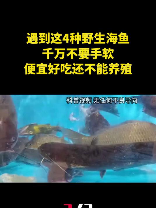 遇到这4种野生海鱼，千万不要手软，便宜好吃还不能养殖（2）