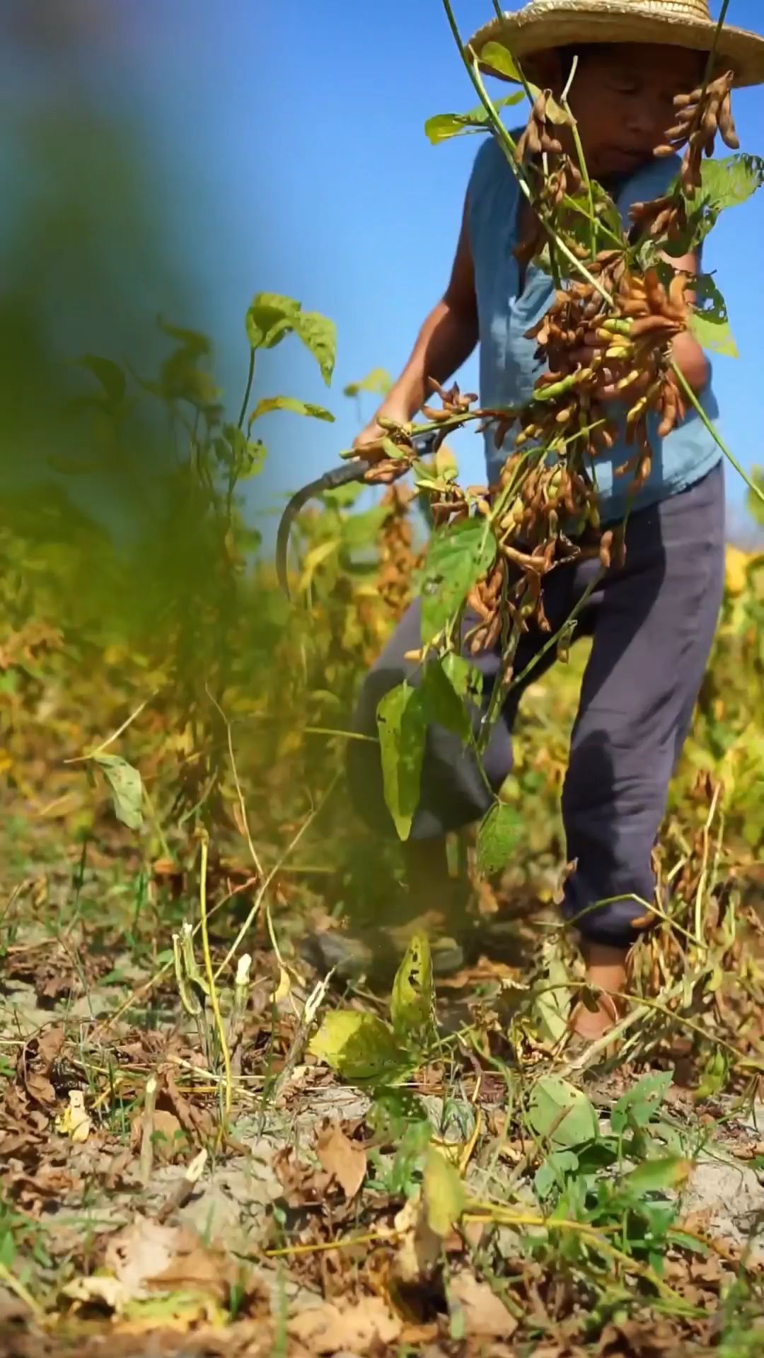 黄豆个头饱满,做成传统黄豆酱,酱香浓郁