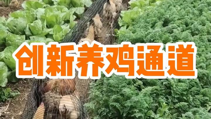 鸡笼变身生态车实现种养结合，蔬菜与鸡粪双丰收的养殖新 #养殖