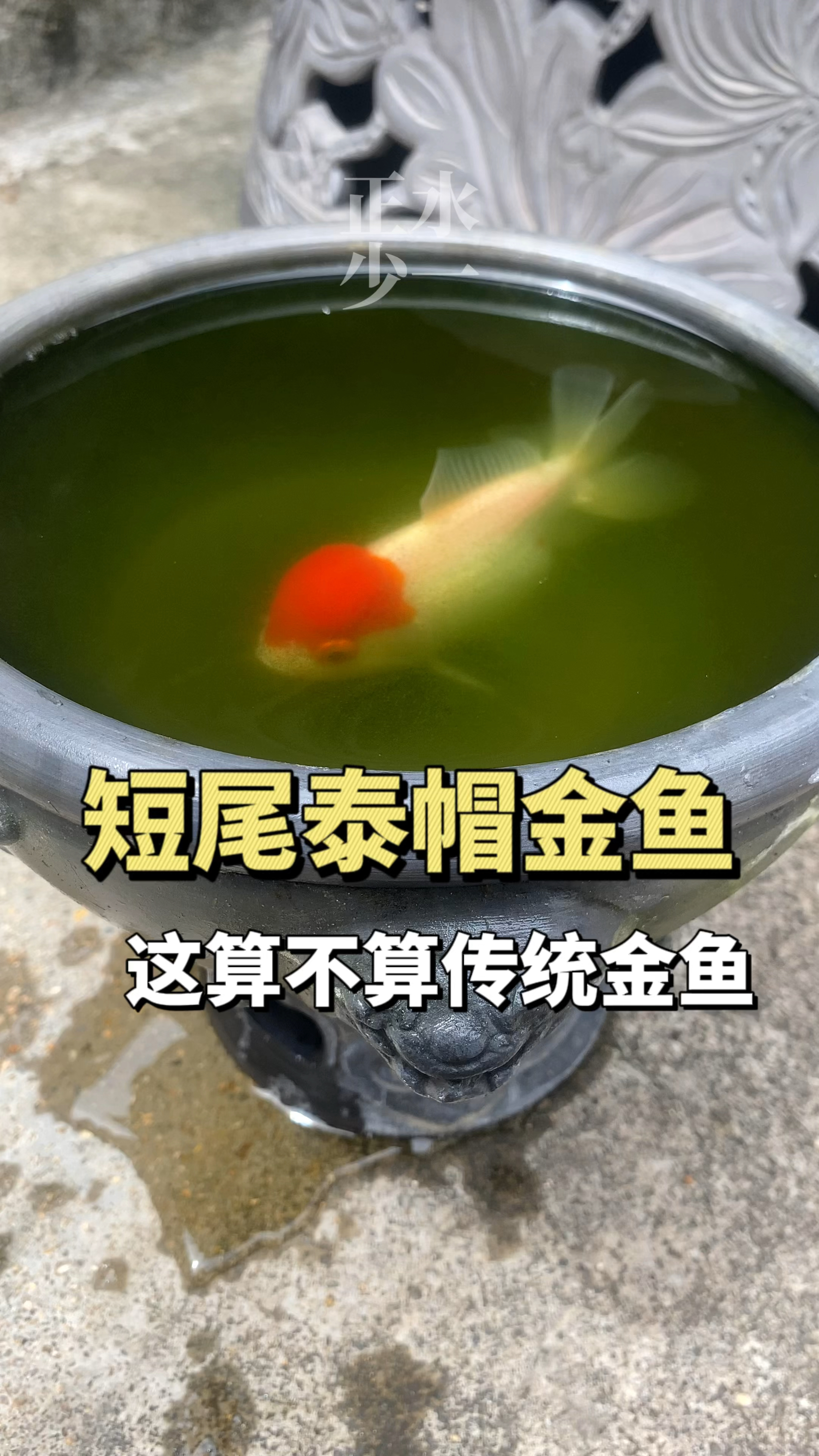 短尾泰帽金鱼这个算不算传统金鱼呢?