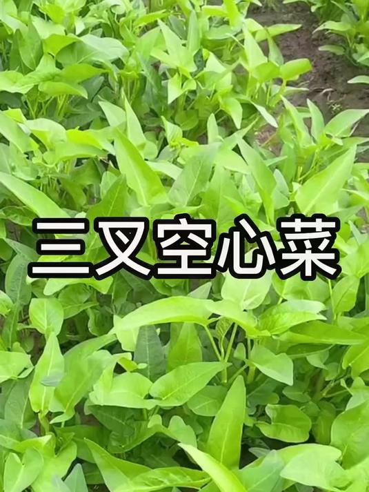 空心菜种子,阳台种菜