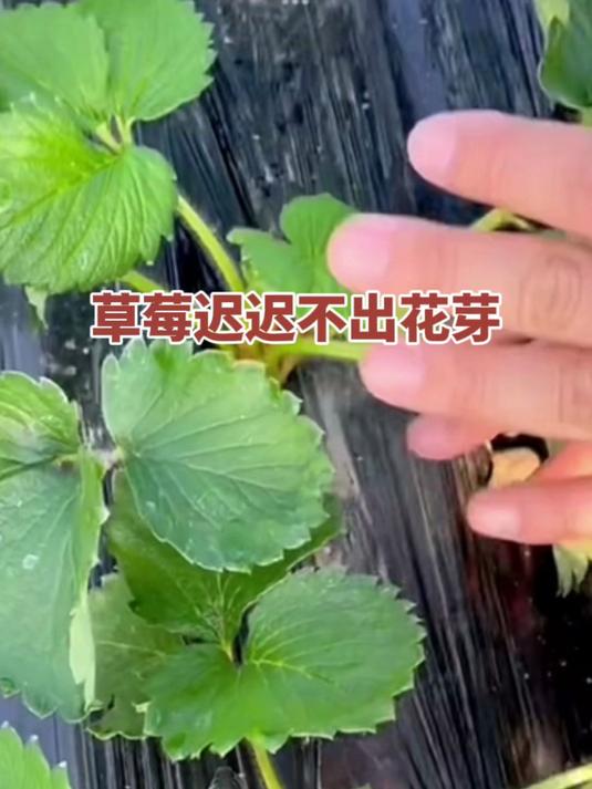 草莓迟迟不出花芽!