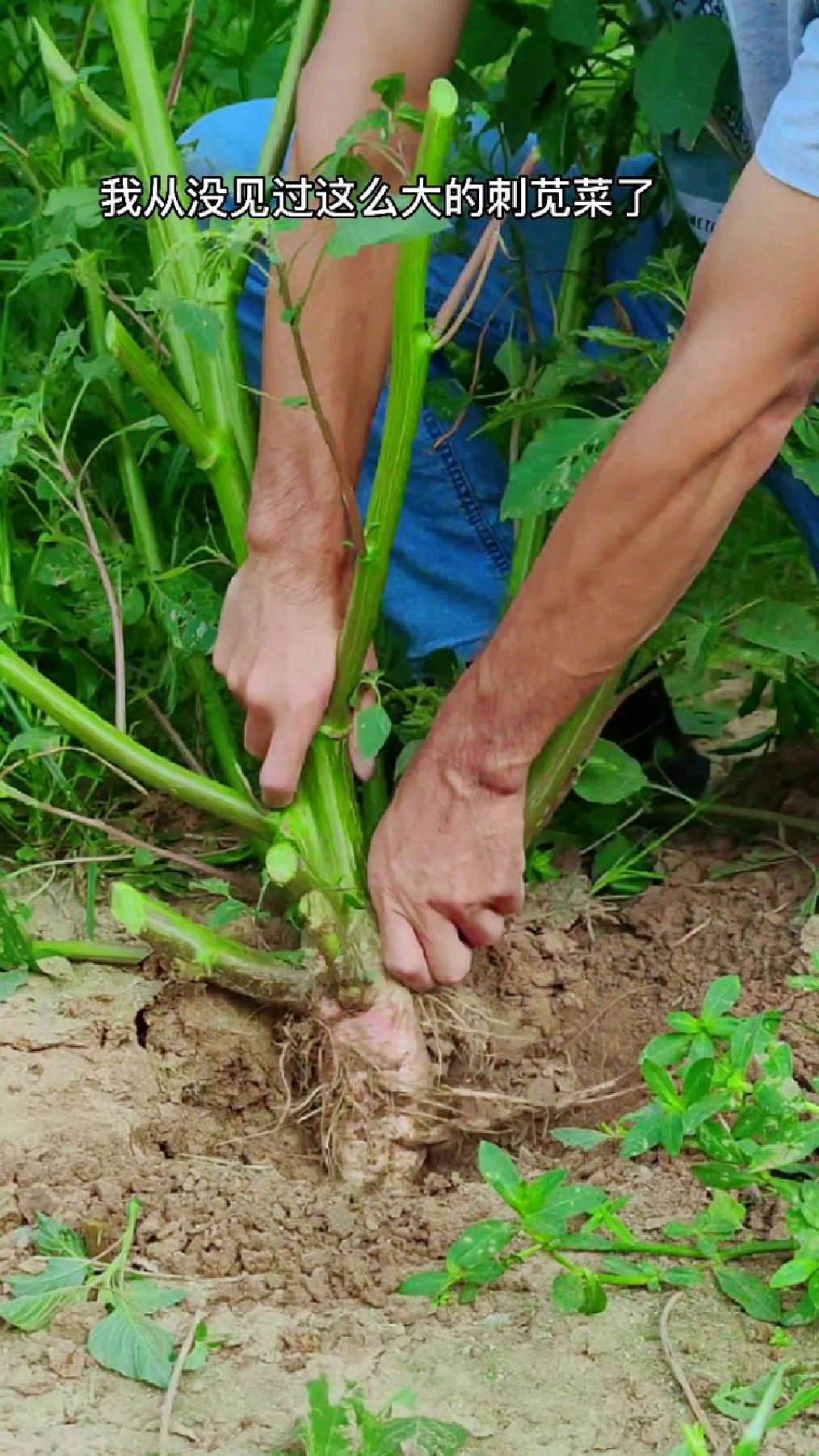 农村的刺苋菜,你认识吗?