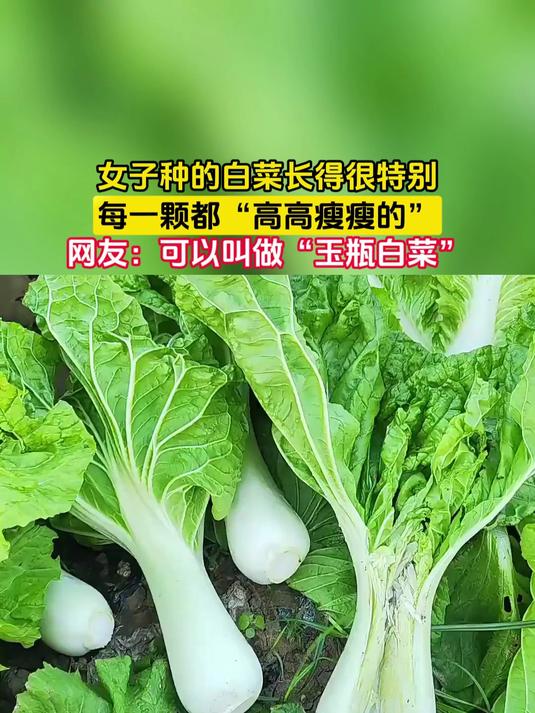 女子种的白菜长得很特别,每一颗都“高高瘦瘦的”,网友:可以叫做“玉瓶白菜”